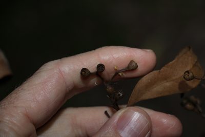 Eucalyptus siderophloia, photographed by Greg Tasney