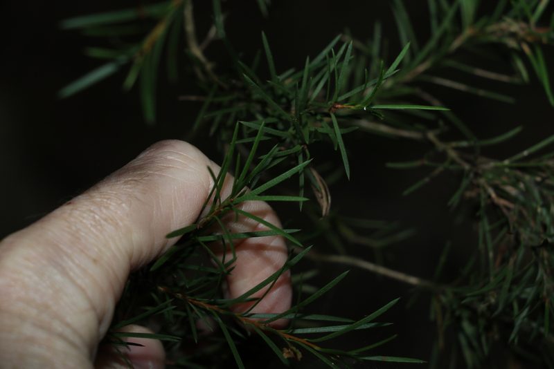 Melaleuca linariifolia, photographed by Greg Tasney