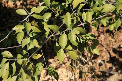 Pristimera longipetiolata, photographed by Wynand Uys