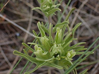Castilleja thompsonii, photographed by Shane Johnson