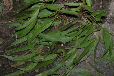 Corymbia citriodora, photographed by Greg Tasney