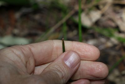 Lomandra confertifolia, photographed by Greg Tasney