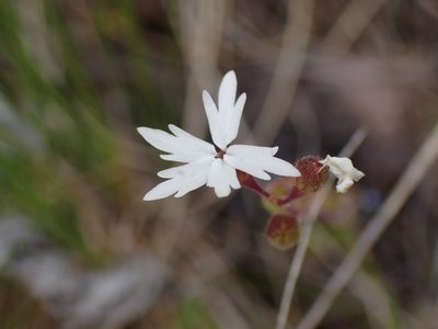 Lithophragma parviflorum, photographed by Shane Johnson
