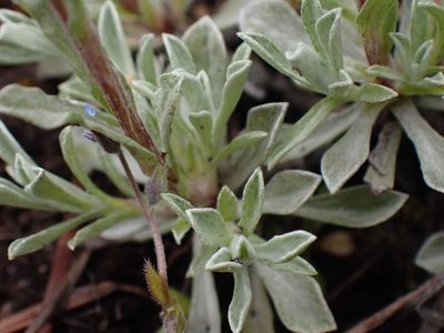Antennaria rosea, photographed by Shane Johnson