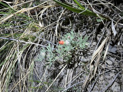 Sphaeralcea coccinea, photographed by Jared Shorma
