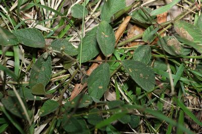 Maekawaea rhytidophylla, photographed by Greg Tasney