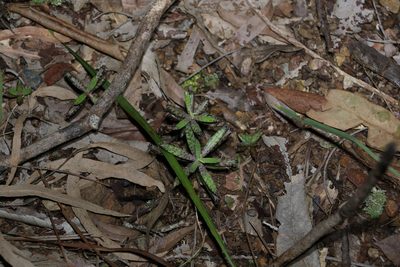 Kalanchoe delagoensis, photographed by Greg Tasney