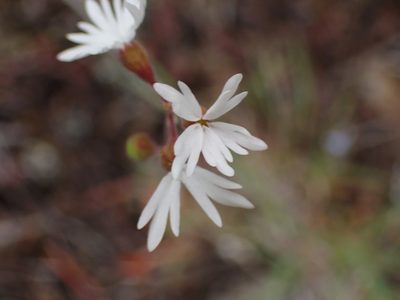 Lithophragma parviflorum, photographed by Shane Johnson