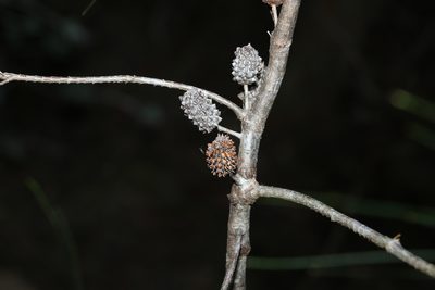 Allocasuarina littoralis, photographed by Greg Tasney