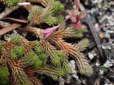 Selaginella wallacei, photographed by Shane Johnson