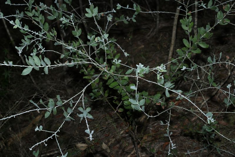 Acacia podalyriifolia, photographed by Greg Tasney