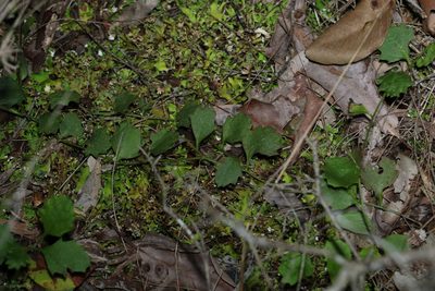 Goodenia rotundifolia, photographed by Greg Tasney