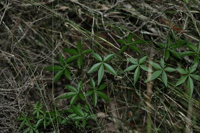Ipomoea cairica, photographed by Greg Tasney