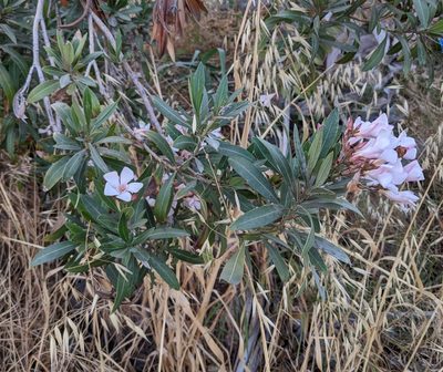 Nerium oleander, photographed by Denis Otkydach