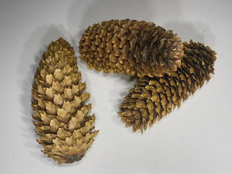 Picea pungens, photographed by Jason Alexander