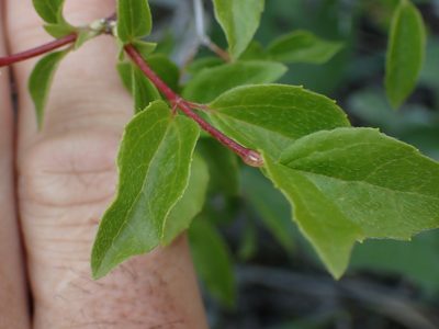 Philadelphus lewisii, photographed by Shane Johnson