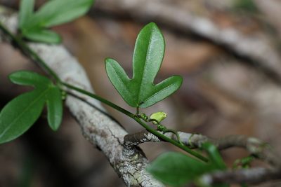 Passiflora pallida, photographed by Greg Tasney