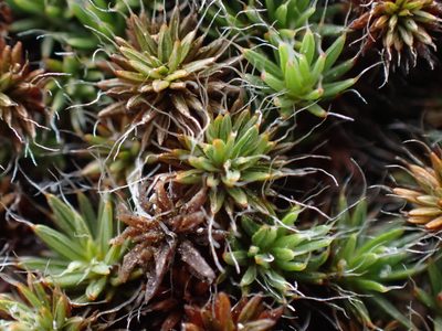 Polytrichum piliferum, photographed by Shane Johnson