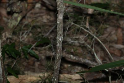 Jacksonia scoparia, photographed by Greg Tasney