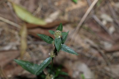 Spermacoce remota, photographed by Greg Tasney