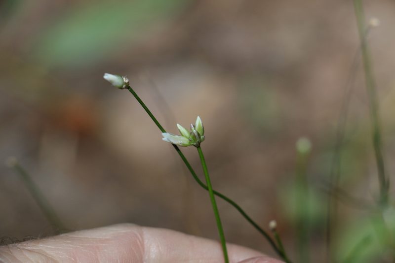 Laxmannia gracilis, photographed by Greg Tasney