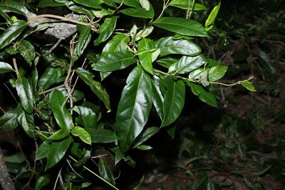 Parsonsia straminea, photographed by Greg Tasney
