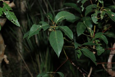 Lophostemon suaveolens, photographed by Greg Tasney