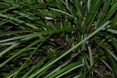 Gahnia aspera, photographed by Greg Tasney