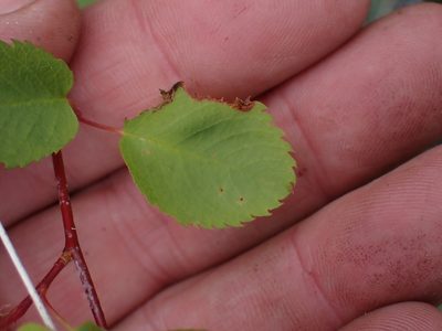 Amelanchier cusickii, photographed by Shane Johnson