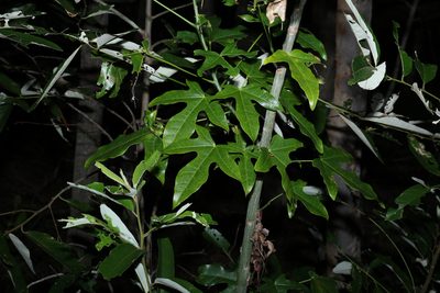 Brachychiton acerifolius, photographed by Greg Tasney