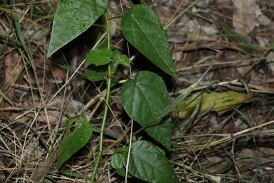 Passiflora foetida, photographed by Greg Tasney
