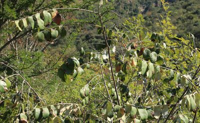 Grewia monticola, photographed by Wynand Uys