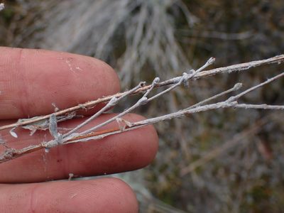 Eriogonum niveum, photographed by Shane Johnson