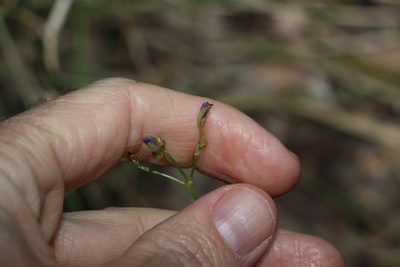 Murdannia graminea, photographed by Greg Tasney