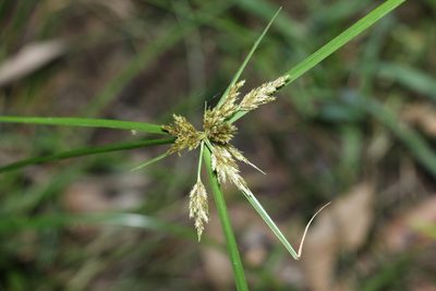 Cyperus polystachyos, photographed by Greg Tasney