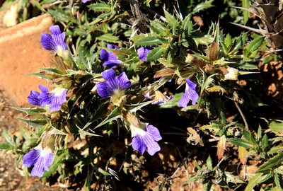 Blepharis aspera, photographed by Wynand Uys
