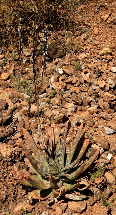Aloe fosteri, photographed by Wynand Uys