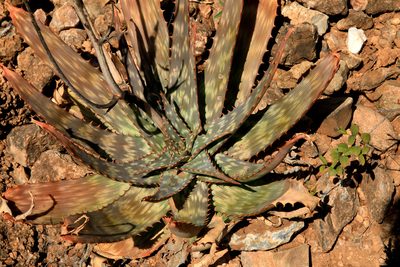 Aloe fosteri, photographed by Wynand Uys
