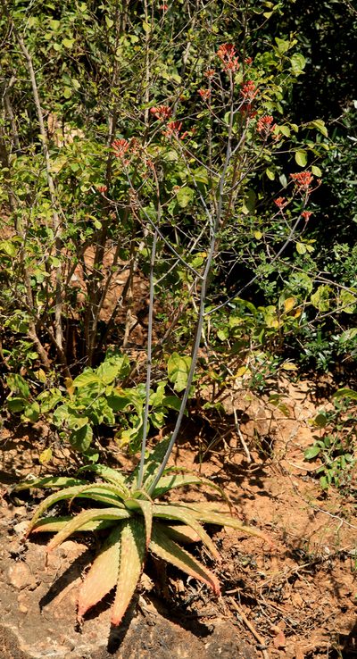 Aloe branddraaiensis, photographed by Wynand Uys