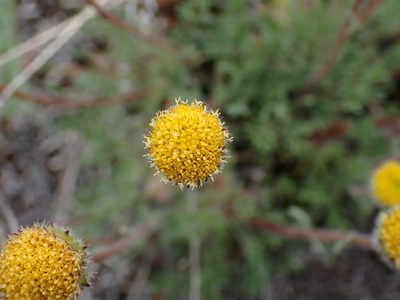 Erigeron compositus, photographed by Shane Johnson