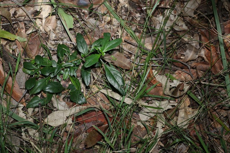 Pseuderanthemum variabile, photographed by Greg Tasney