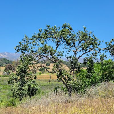 Quercus lobata