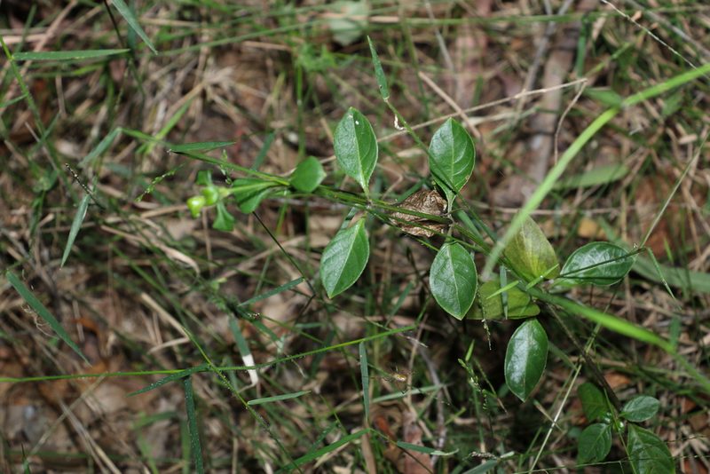 Barleria repens, photographed by Greg Tasney