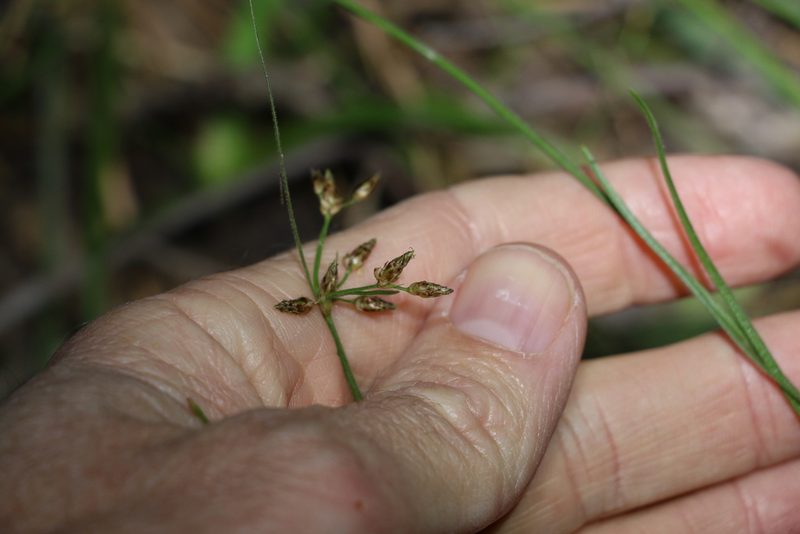 Fimbristylis dichotoma, photographed by Greg Tasney