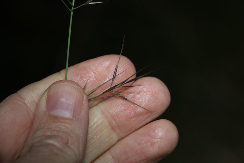 Aristida vagans, photographed by Greg Tasney