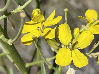 Erysimum capitatum, photographed by Henrik Kibak