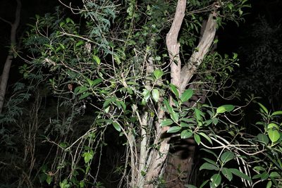 Ficus rubiginosa, photographed by Greg Tasney