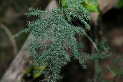 Asparagus setaceus