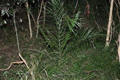 Syagrus romanzoffiana, photographed by Greg Tasney