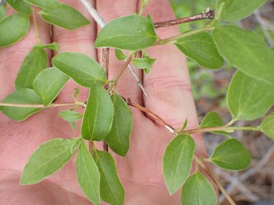 Philadelphus lewisii, photographed by Shane Johnson